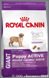         2  8      (Royal Canin Giant Puppy Active), . 15 