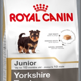 Royal canin hot sale yorkshire terrier junior