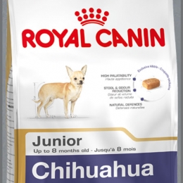 Chihuahua junior hot sale